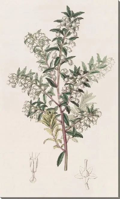 Картина Пернеттия узколистная (1815-1819)