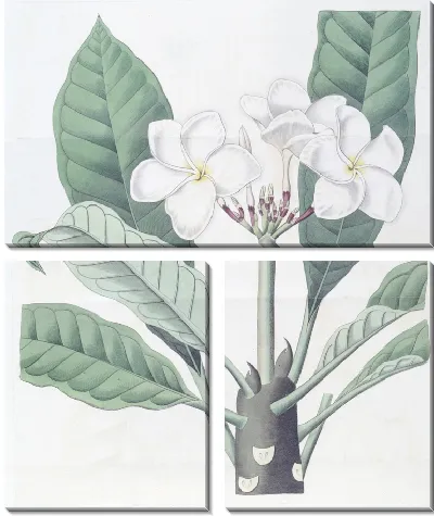 Картина Плюмерия г-на Ламберта (1815-1819)