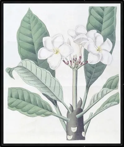 Картина Плюмерия г-на Ламберта (1815-1819)