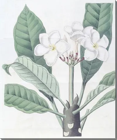 Картина Плюмерия г-на Ламберта (1815-1819)