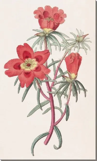 Картина Портулак мистера Теллусона (1815-1819)