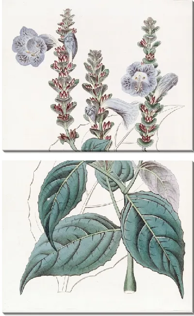 Картина Руэллия г-на Сабины (1815-1819)