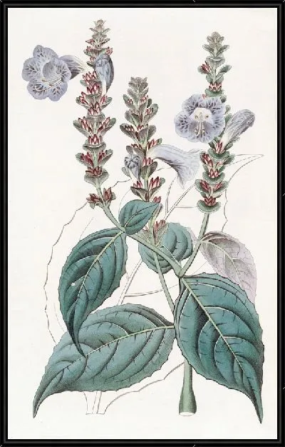 Картина Руэллия г-на Сабины (1815-1819)