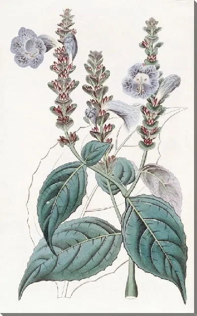 Картина Руэллия г-на Сабины (1815-1819)