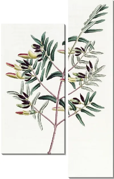 Картина Скоттия узколистная (1815-1819)