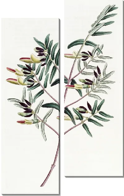 Картина Скоттия узколистная (1815-1819)