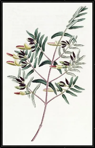 Картина Скоттия узколистная (1815-1819)