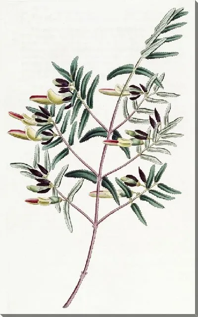 Картина Скоттия узколистная (1815-1819)