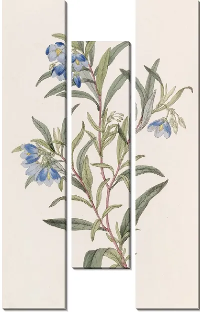 Картина Солля узколистная (1815-1819)