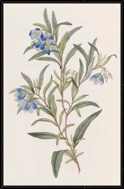 Картина Солля узколистная (1815-1819)