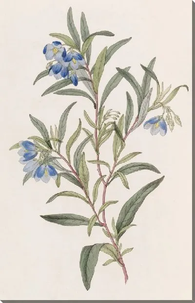 Картина Солля узколистная (1815-1819)