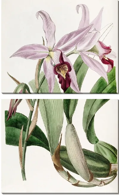 Картина Сорт Laelia anceps мистера Баркера (1815-1819).