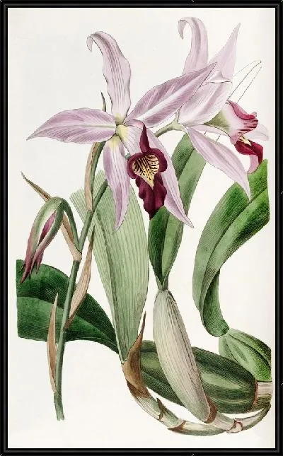 Картина Сорт Laelia anceps мистера Баркера (1815-1819).