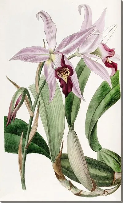 Картина Сорт Laelia anceps мистера Баркера (1815-1819).