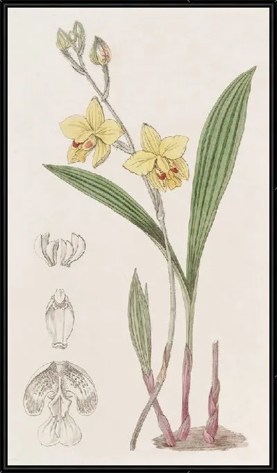 Картина Спатогглоттис мистера Фортуны (1815-1819)