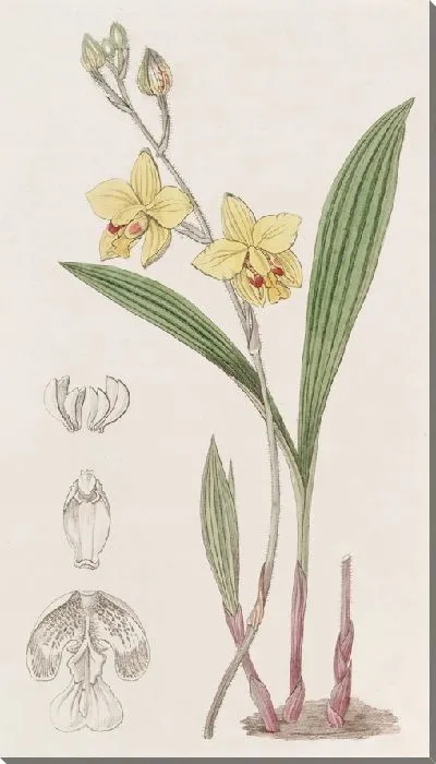 Картина Спатогглоттис мистера Фортуны (1815-1819)