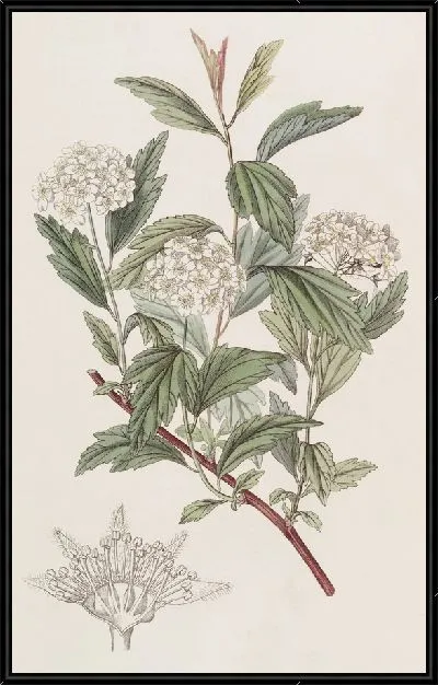 Картина Спирея мистера Рива (1815-1819)