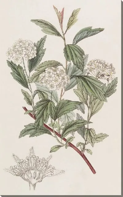 Картина Спирея мистера Рива (1815-1819)