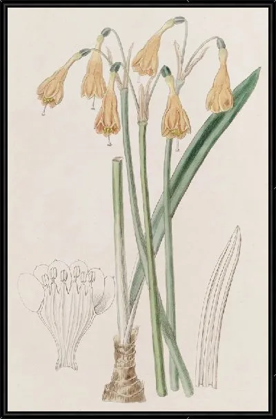 Картина Стеномессон г-на Хартвега (1815-1819)