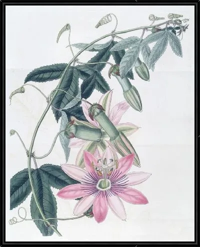 Картина Таксония миссис Марриет (1815–1819)