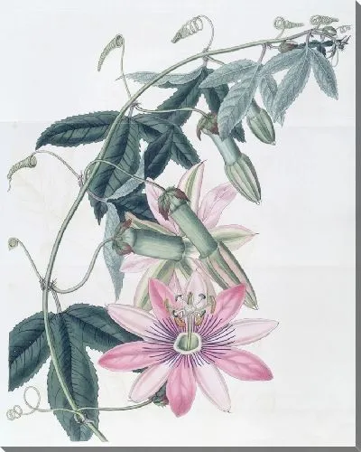 Картина Таксония миссис Марриет (1815–1819)