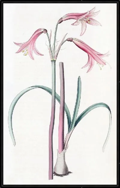 Картина Фицелла мистера Герберта (1815-1819)