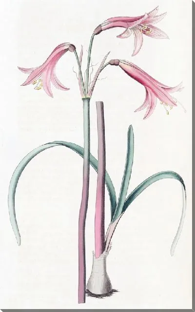 Картина Фицелла мистера Герберта (1815-1819)