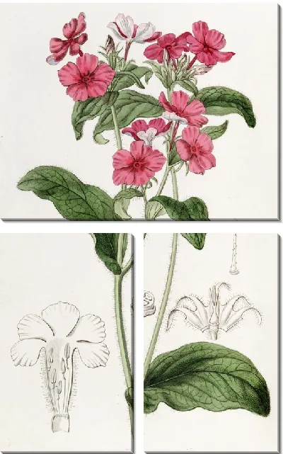 Картина Флокс мистера Драммонда (1815-1819)
