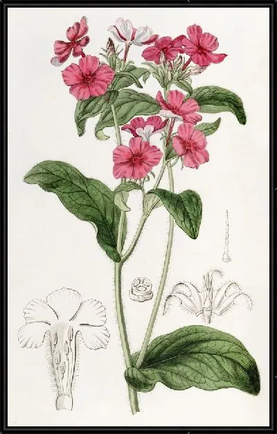 Картина Флокс мистера Драммонда (1815-1819)