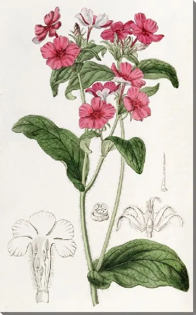 Картина Флокс мистера Драммонда (1815-1819)