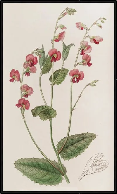 Картина Хророзема г-на Манглса (1815-1819)