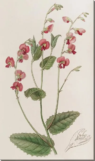 Картина Хророзема г-на Манглса (1815-1819)