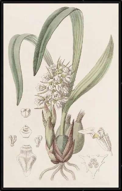 Картина Целия г-на Бауэра (1815-1819)