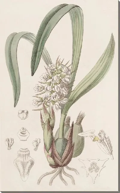 Картина Целия г-на Бауэра (1815-1819)