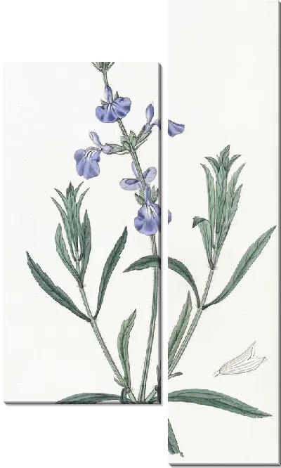 Картина Шалфей узколистный (1815-1819)
