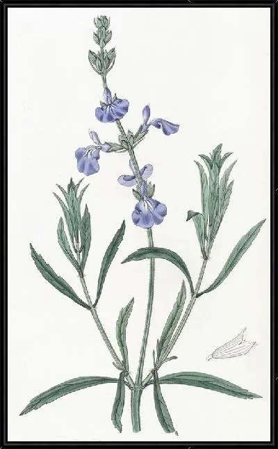 Картина Шалфей узколистный (1815-1819)