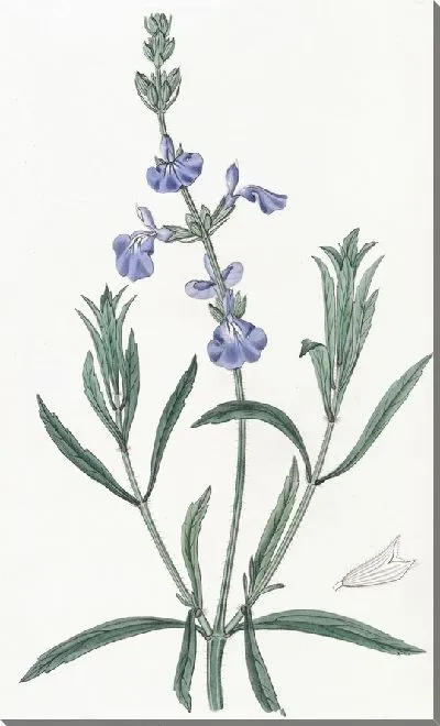 Картина Шалфей узколистный (1815-1819)
