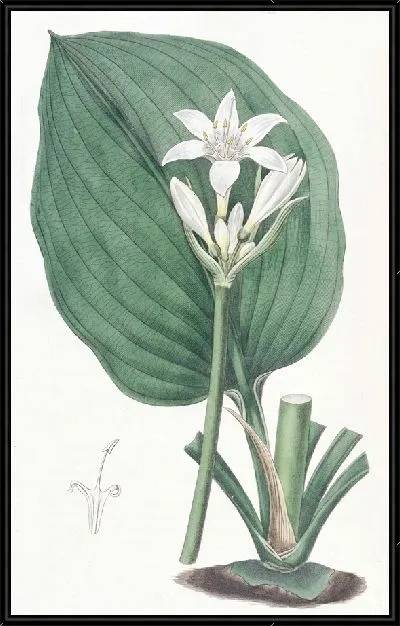 Картина Эврикл г-на Каннингема (1815-1819)