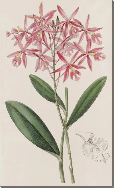 Картина Эпидендрум г-на Шомбургка (1815-1819)
