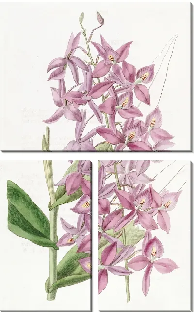 Картина Эпидендрум мистера Скиннера (1815-1819)
