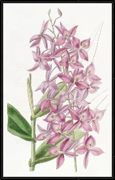 Картина Эпидендрум мистера Скиннера (1815-1819)