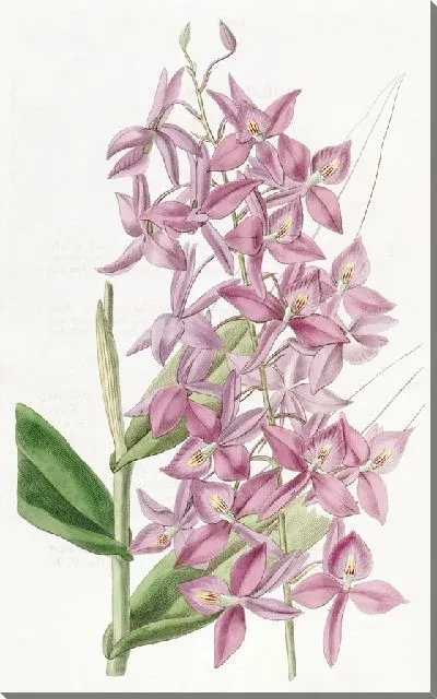 Картина Эпидендрум мистера Скиннера (1815-1819)