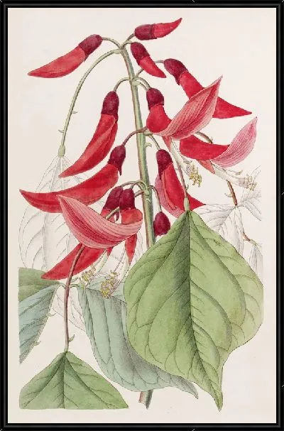 Картина Эритрина мистера Бидвилла (1815-1819)