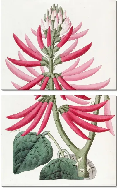 Картина Эритрина обнаженноцветущая (1815-1819)