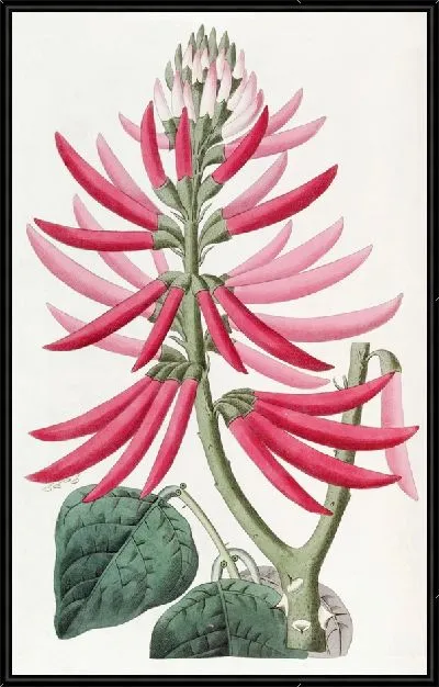 Картина Эритрина обнаженноцветущая (1815-1819)