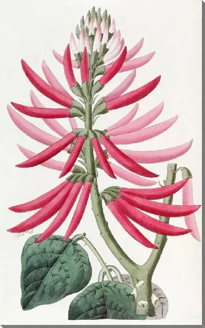 Картина Эритрина обнаженноцветущая (1815-1819)