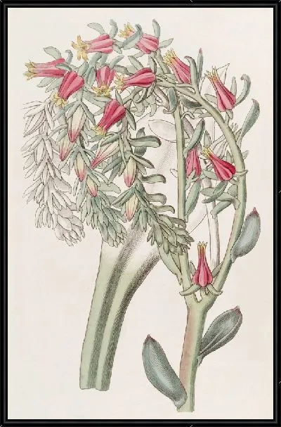 Картина Эхеверия г-на Шира (1815-1819)