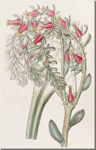Картина Эхеверия г-на Шира (1815-1819)