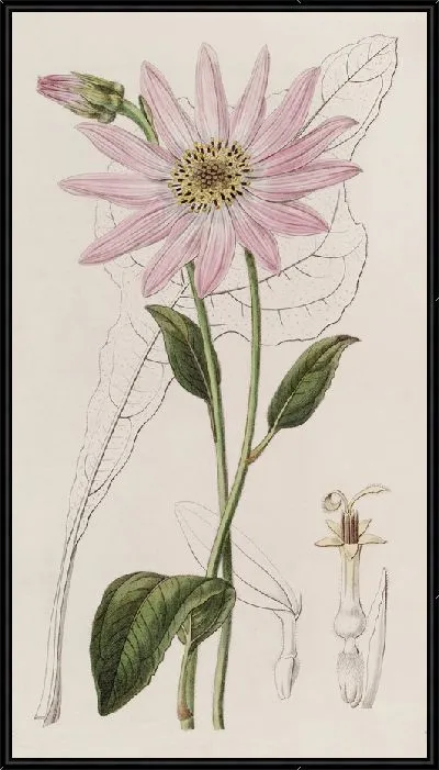 Картина Эхинацея мистера Диксона (1815-1819)