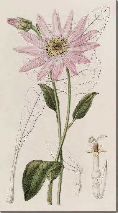 Картина Эхинацея мистера Диксона (1815-1819)